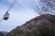 今日は花見日和