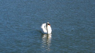 貯水池には白鳥が