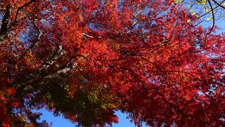 今が紅葉のピーク