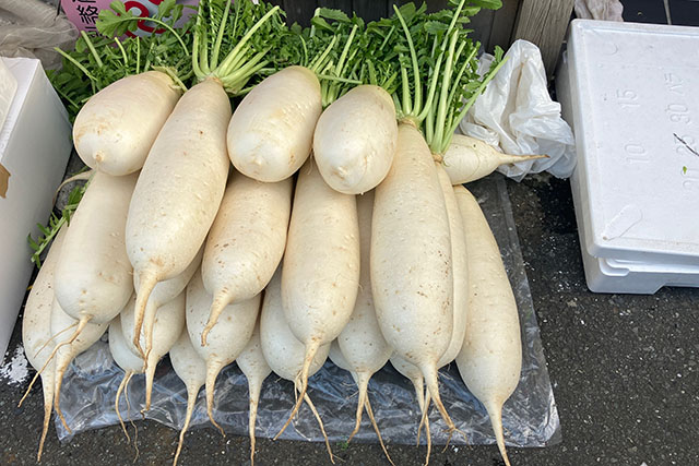 Miura Daikon (Japanese Radish)