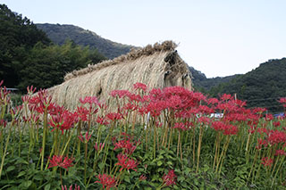 田圃の畦や土手を守っている