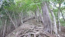 ここからは尾根沿いの登りが続く