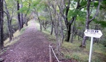 登山道はとても歩き易い