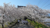 熊谷寺参道の桜並木