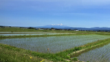 田んぼの向こうには鳥海山