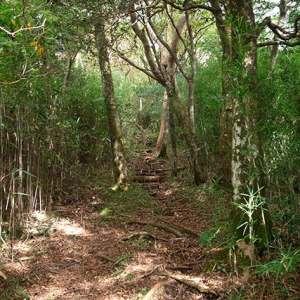 初めは快適な登山道だったが．．．