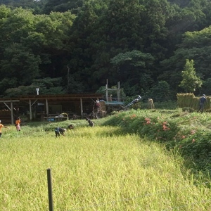 田圃では稲刈りが