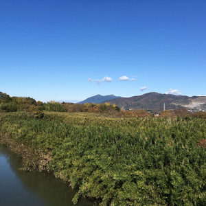 桜川