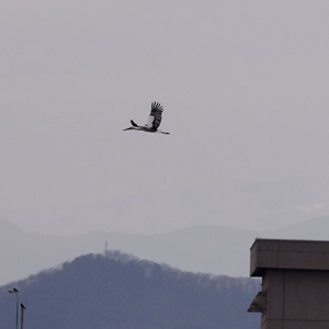 飛び立って行った