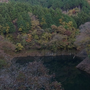 対岸の紅葉の木の下にヤマセミ君