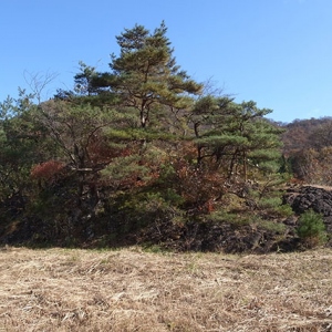 ひょうたん島