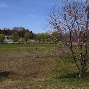 守谷城址公園