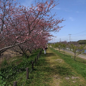 桜の木々