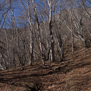 明るい広葉樹林帯