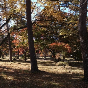 公園の林