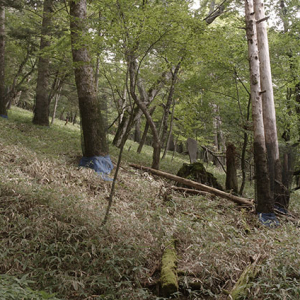 緩やかな明るい樹林帯