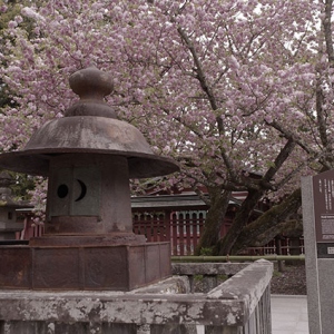 満開の塩竃桜