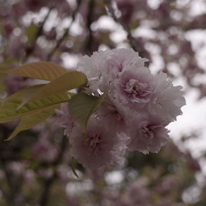 独特の花びら