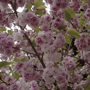 八重桜