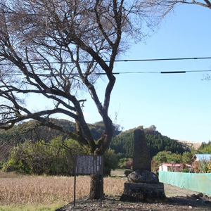 庄司戻しの桜