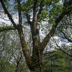 栃の木
