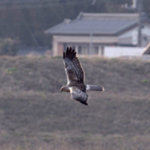 チュウヒ君が登場