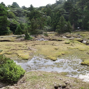 花之江河