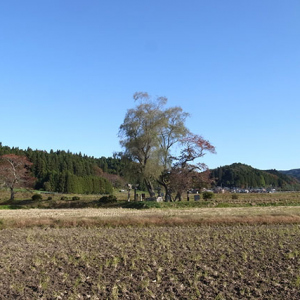 廻りは一面の田圃