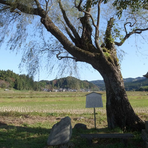 代々植え継がれてきた柳の木