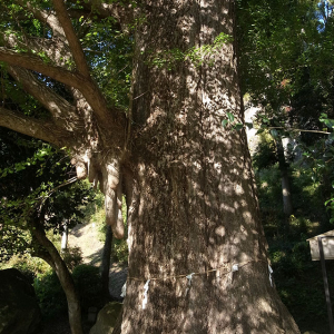 大銀杏