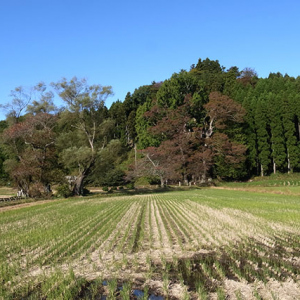 清水流るる小川は無い